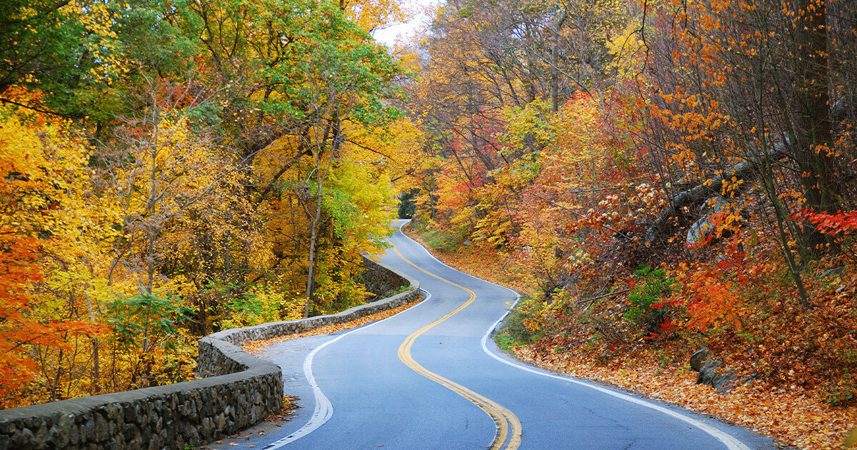 Windy road through a forest of beautiful, vibrant fall leaves.
